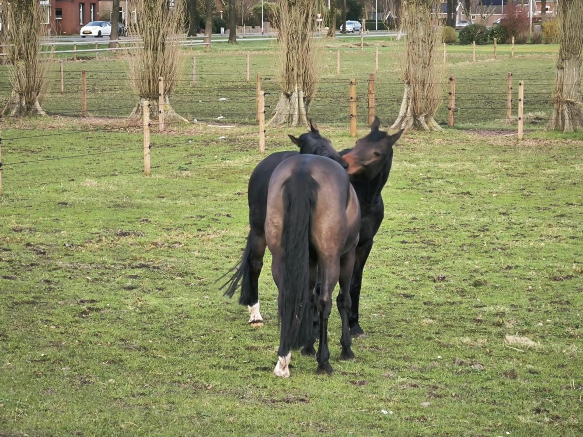De Cordobahoeve Tweede Exloermond Exteriér fotografie